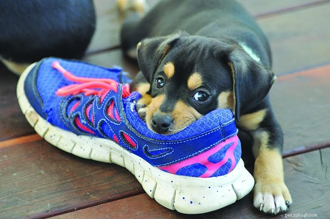 Master Your Dog’s Behavior: Knowing When to Manage vs. Train