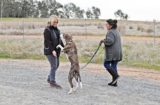 Master Your Dog’s Behavior: Knowing When to Manage vs. Train