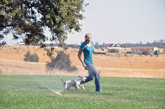 Understanding the Emotional Lives of Dogs: A Guide for Trainers and Owners