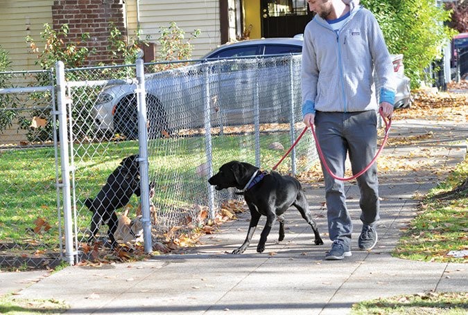 Understanding the Emotional Lives of Dogs: A Guide for Trainers and Owners