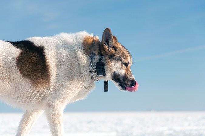 Are Electric Shock Collars Safe for Dogs? An In-Depth Review