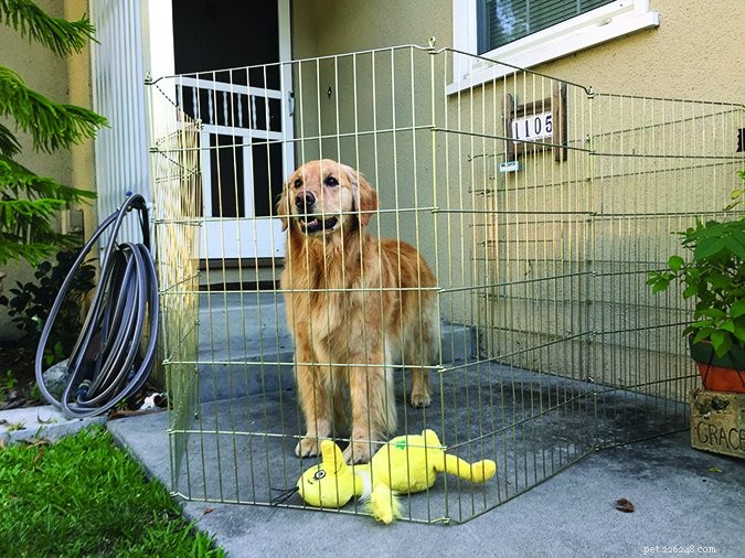 Stop Your Dog From Door-Darting: A Simple Guide to Safe, Calm Entry