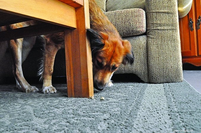 Nose Work: The Ultimate Exercise for Your Dog