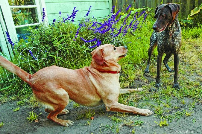 Impulse Control Strategies for Highly Active Dogs