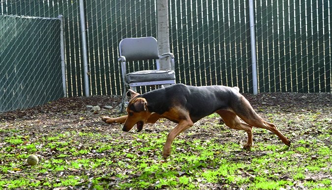 Impulse Control Strategies for Highly Active Dogs