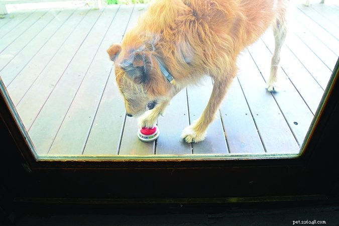 How to End Your Dog’s Demanding Behavior: A Proven Training Guide