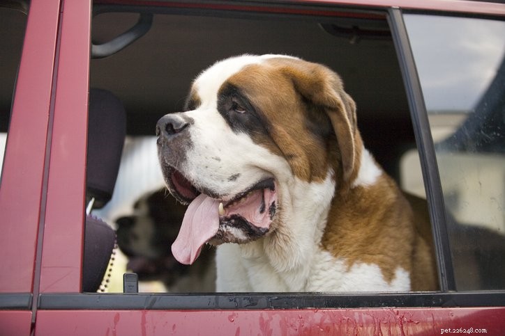 Why Dogs Drool: Understanding Canine Saliva and Its Causes