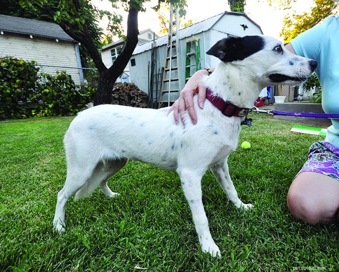 Is Your Dog More Fearful Now? Expert Analysis & Proven Solutions
