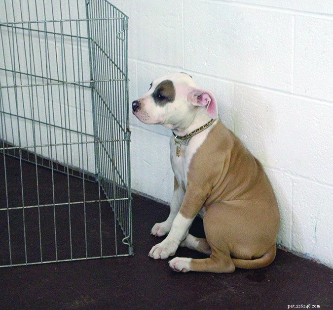Is Your Dog More Fearful Now? Expert Analysis & Proven Solutions