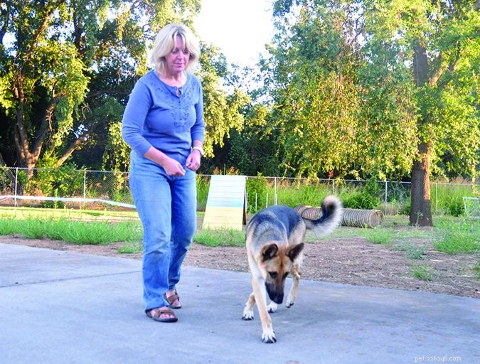 Is Your Dog More Fearful Now? Expert Analysis & Proven Solutions