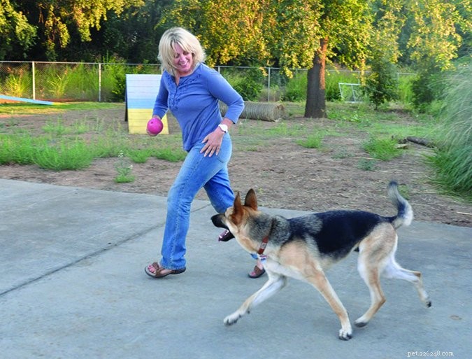 Is Your Dog More Fearful Now? Expert Analysis & Proven Solutions