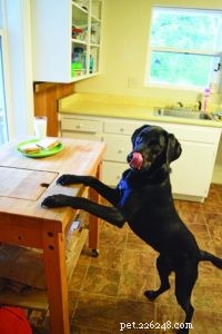 5 Proven Steps to Stop Unwanted Dog Behavior Quickly