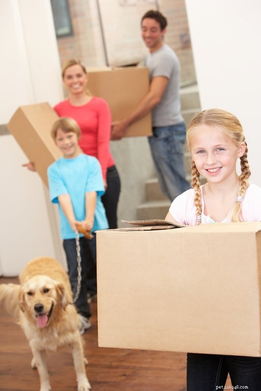 Expert Guide to Moving with Dogs: How to Keep Your Pets Safe & Calm