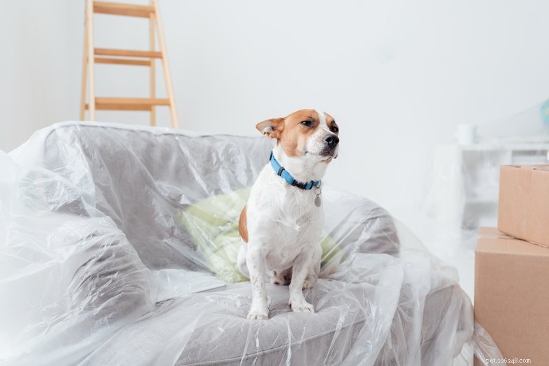 Expert Guide to Moving with Dogs: How to Keep Your Pets Safe & Calm