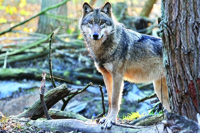 Dogs vs. Wolves: Unveiling the Truth About Our Canine Companions