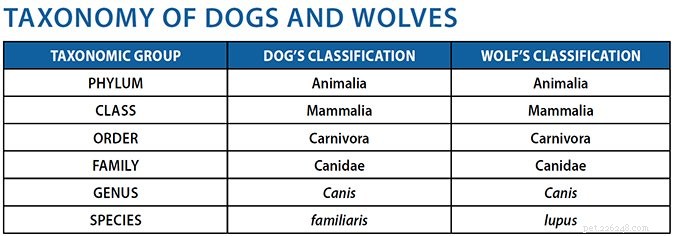 Dogs vs. Wolves: Unveiling the Truth About Our Canine Companions