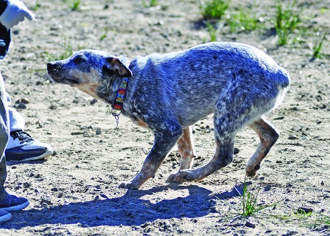 Managing Your Dog’s Barking: A Practical Guide