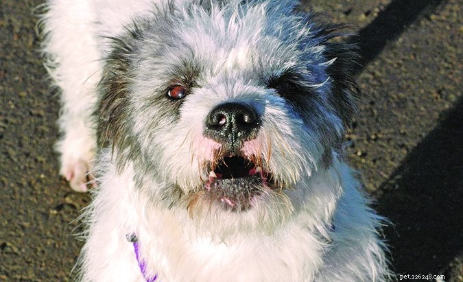 Managing Your Dog’s Barking: A Practical Guide