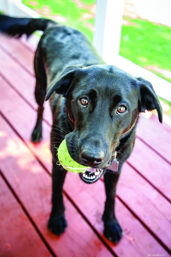 Managing Your Dog’s Barking: A Practical Guide