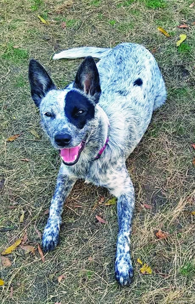 Managing Your Dog’s Barking: A Practical Guide