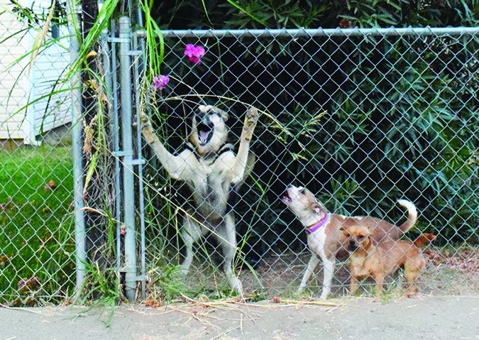 Preventing Fence Aggression: Safe Strategies for Your Dog