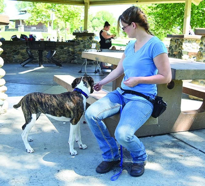 Preventing Fence Aggression: Safe Strategies for Your Dog