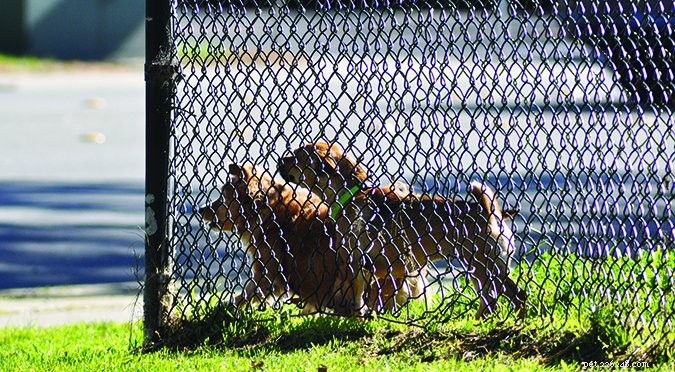 Preventing Fence Aggression: Safe Strategies for Your Dog