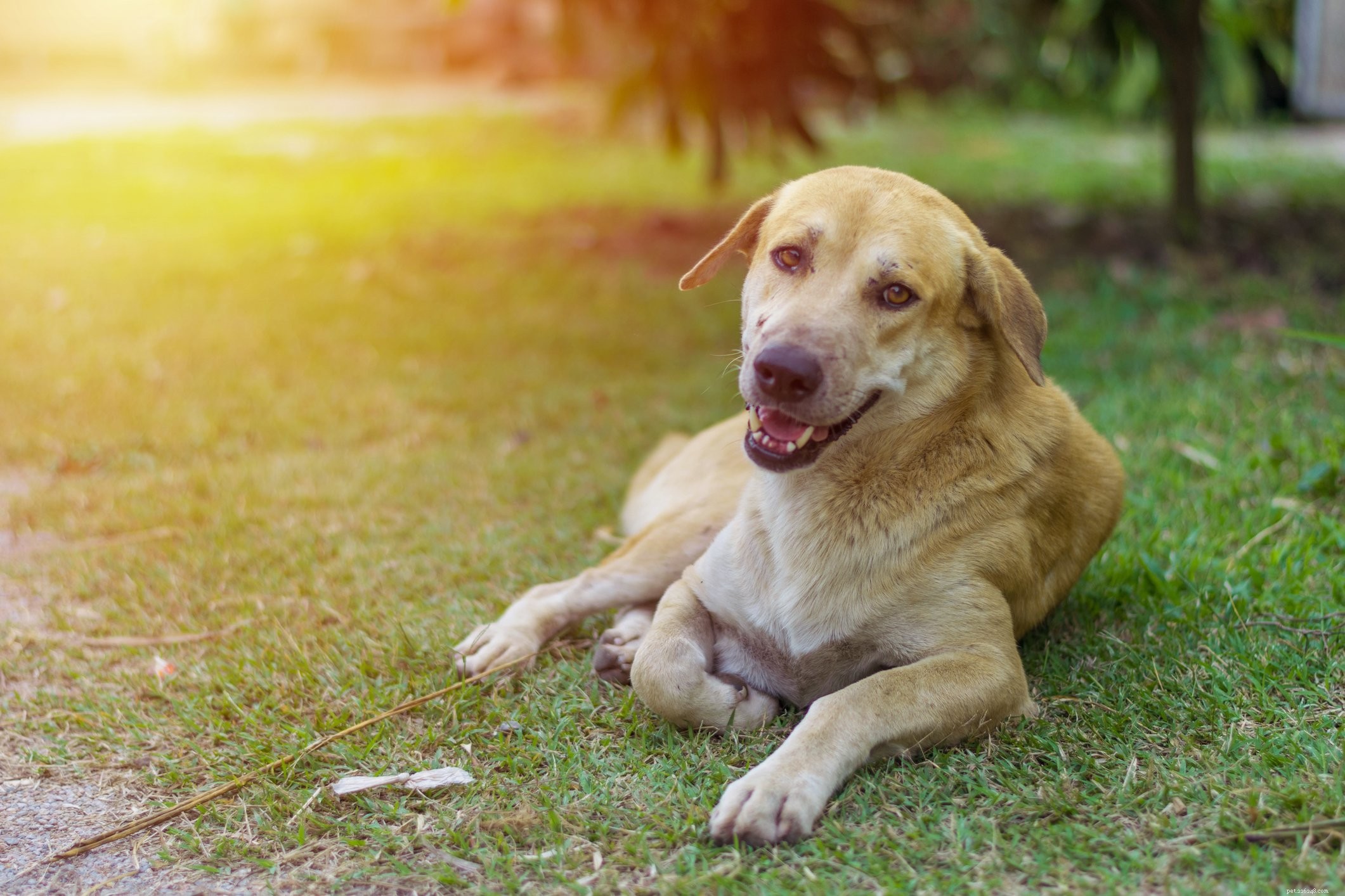 Can Dogs Really Smile? Understanding Canine Expressions