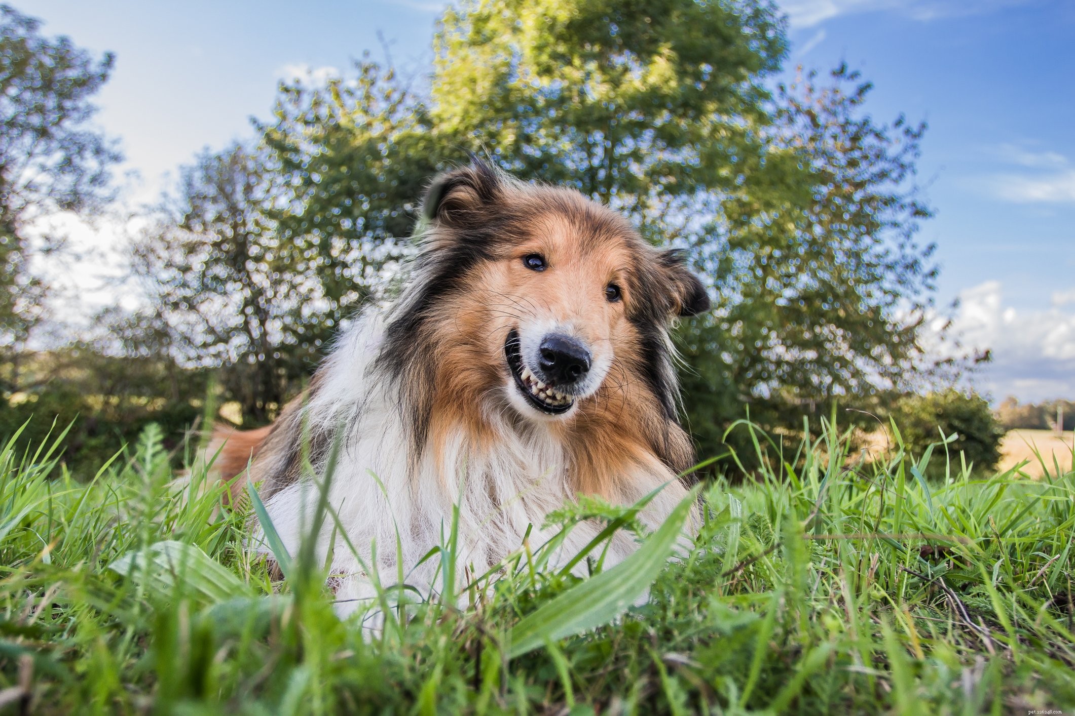 Can Dogs Really Smile? Understanding Canine Expressions