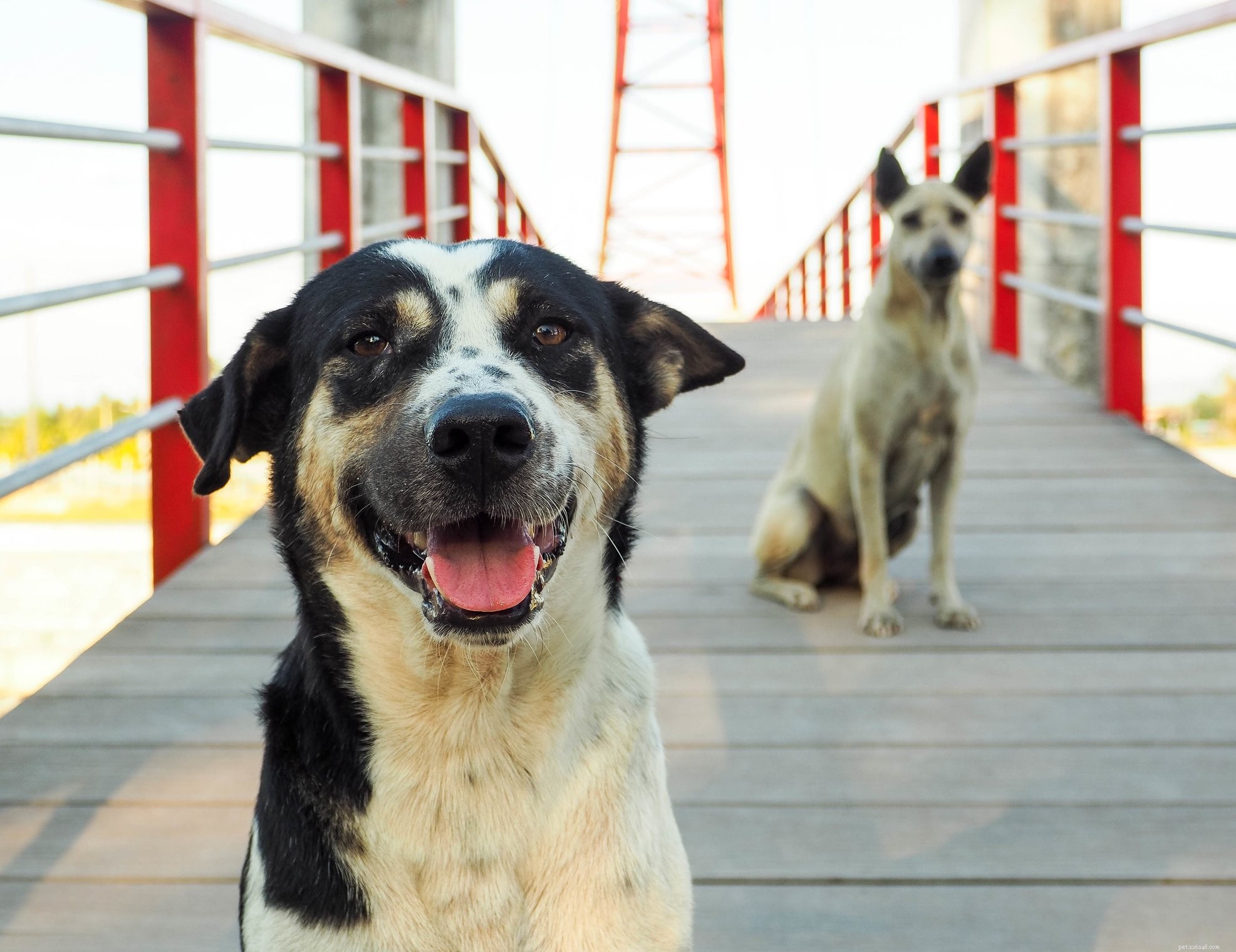 Can Dogs Really Smile? Understanding Canine Expressions