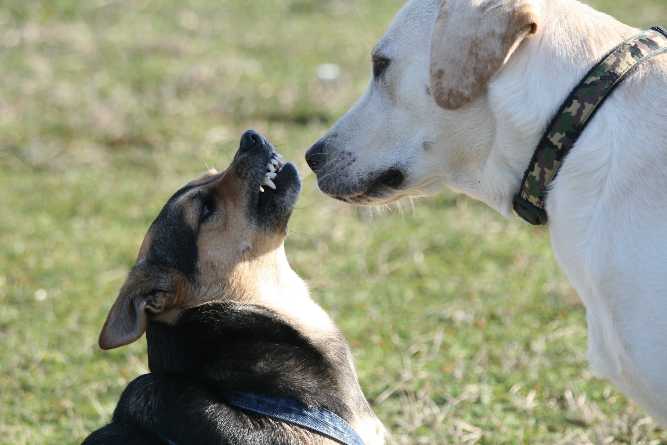 Can Dogs Really Smile? Understanding Canine Expressions
