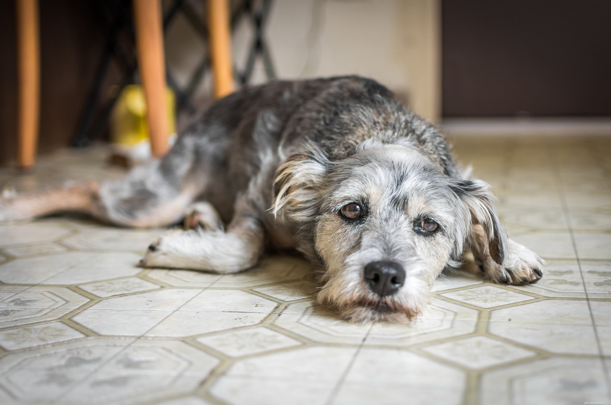 Is My Dog Depressed? Expert Tips to Identify & Address Canine Mood Issues