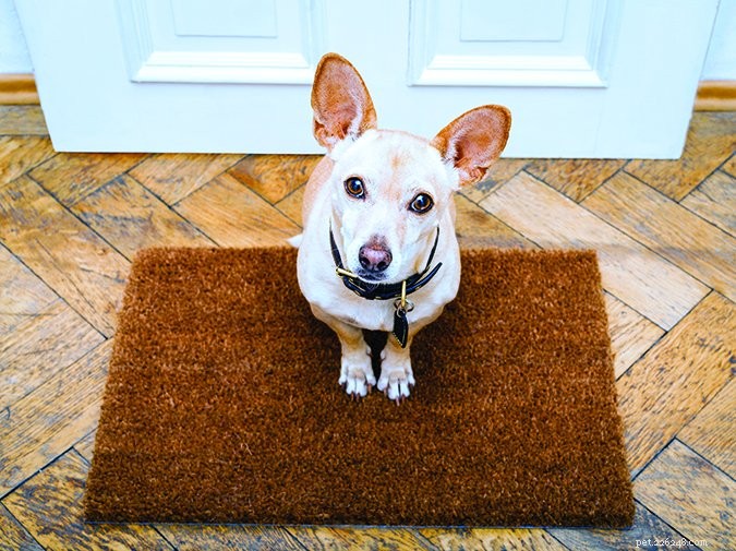 Dog-Friendly Houseguest Etiquette: Keep Your Pup Polite and Hosts Happy