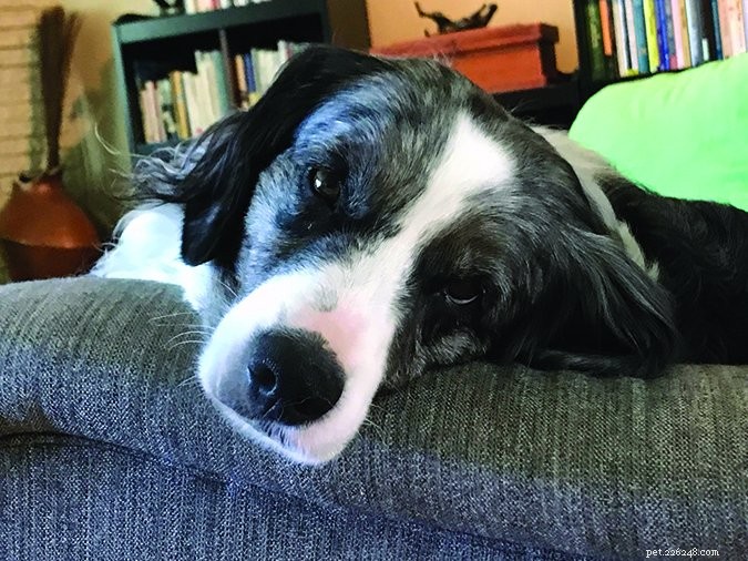 Dog-Friendly Houseguest Etiquette: Keep Your Pup Polite and Hosts Happy
