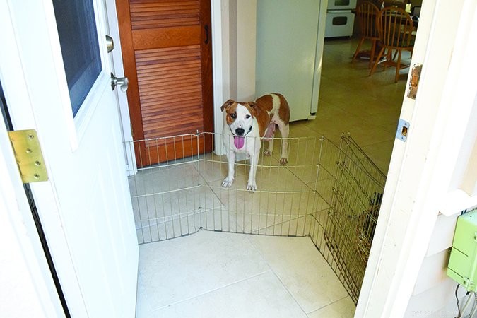 Dog-Friendly Houseguest Etiquette: Keep Your Pup Polite and Hosts Happy