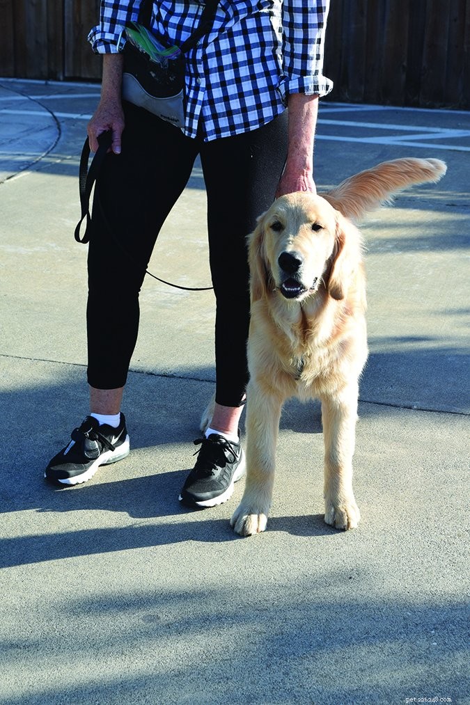 Dog-Friendly Houseguest Etiquette: Keep Your Pup Polite and Hosts Happy
