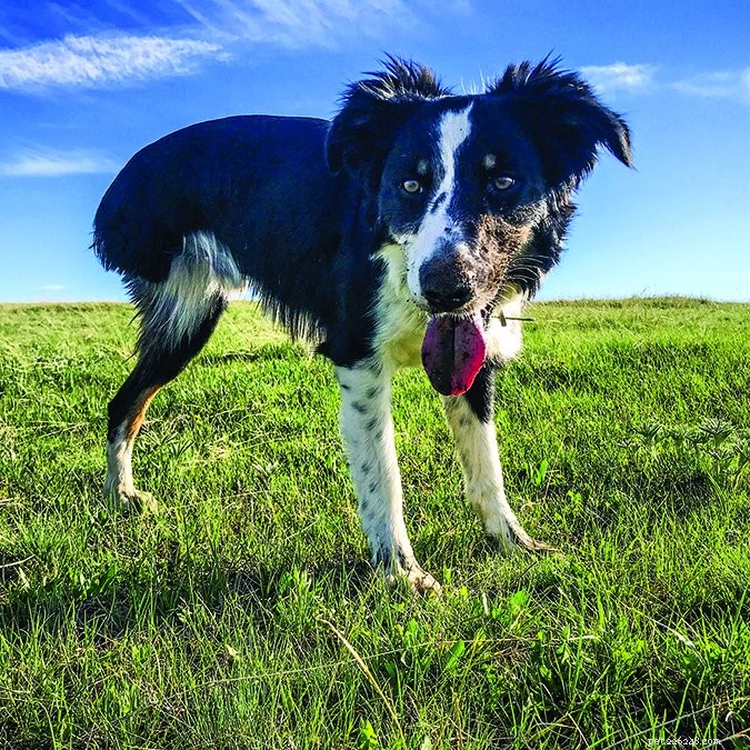 Dog DNA Testing: Understanding Mixed Gene Results