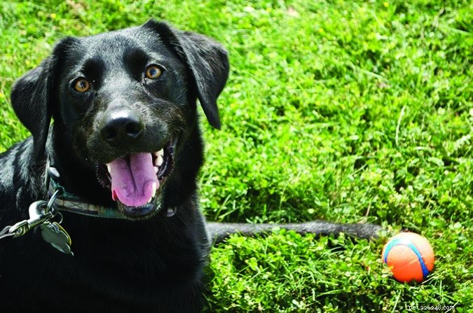 Dog DNA Testing: Understanding Mixed Gene Results