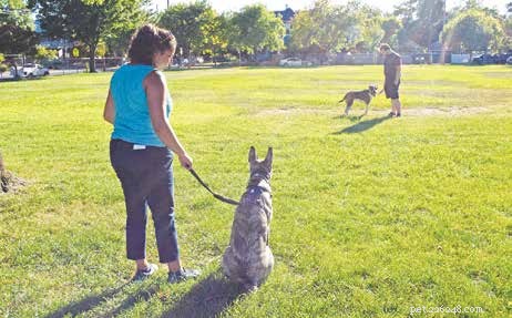 Understanding and Managing Leash-Reactive Dogs