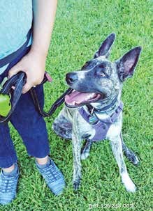 Understanding and Managing Leash-Reactive Dogs