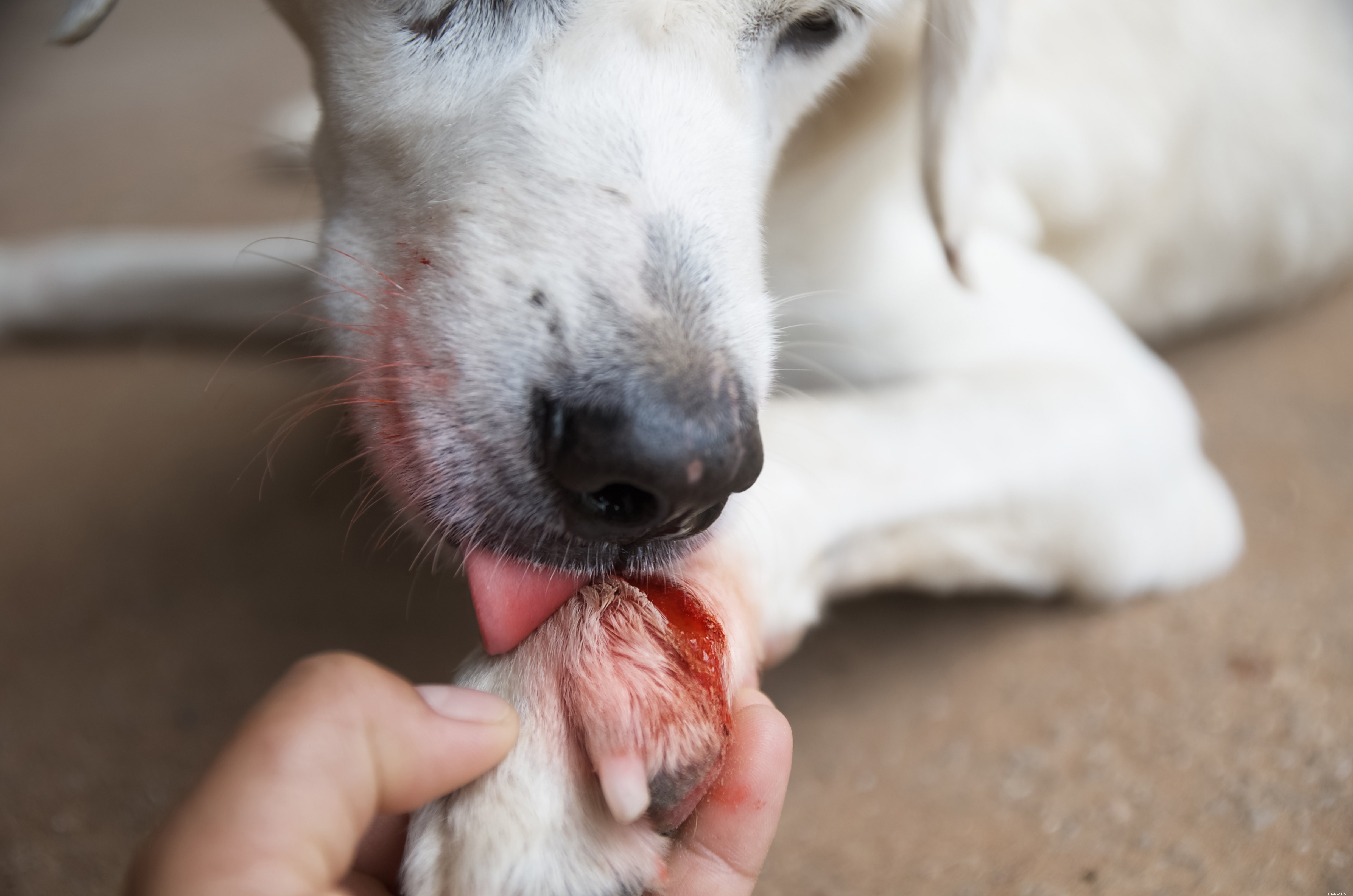 Understanding Dog Kisses: Are They Truly Signs of Affection?