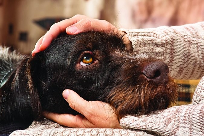 Comfort Your Dog: Proven Techniques for Calm Training Sessions