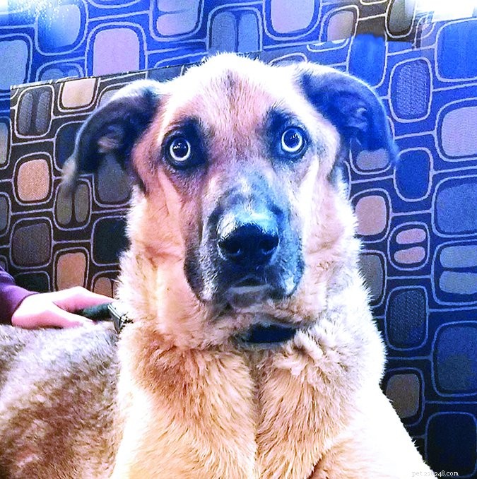 Comprehensive Genetic Health Screening for Dogs: Safeguard Your Pet’s Well‑Being