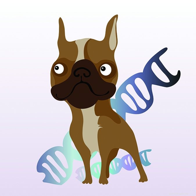 Comprehensive Genetic Health Screening for Dogs: Safeguard Your Pet’s Well‑Being