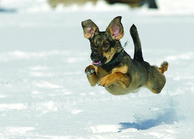 Comprehensive Genetic Health Screening for Dogs: Safeguard Your Pet’s Well‑Being