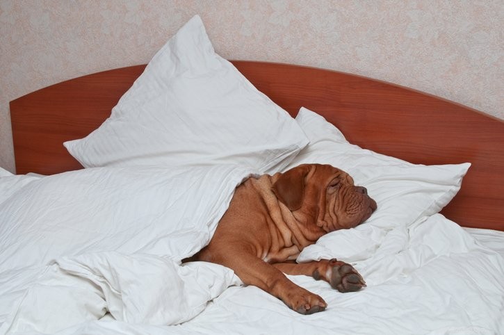 The Essential Guide to Your Dog s Sleep Requirements