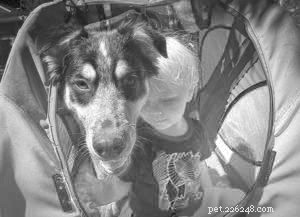 Raising Children with Dogs: Practical Tips & Insights