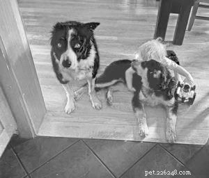 Raising Children with Dogs: Practical Tips & Insights