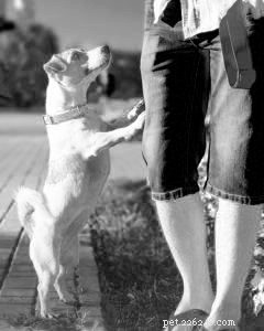 Essential Indoor Dog Behavior Guidelines for a Harmonious Home