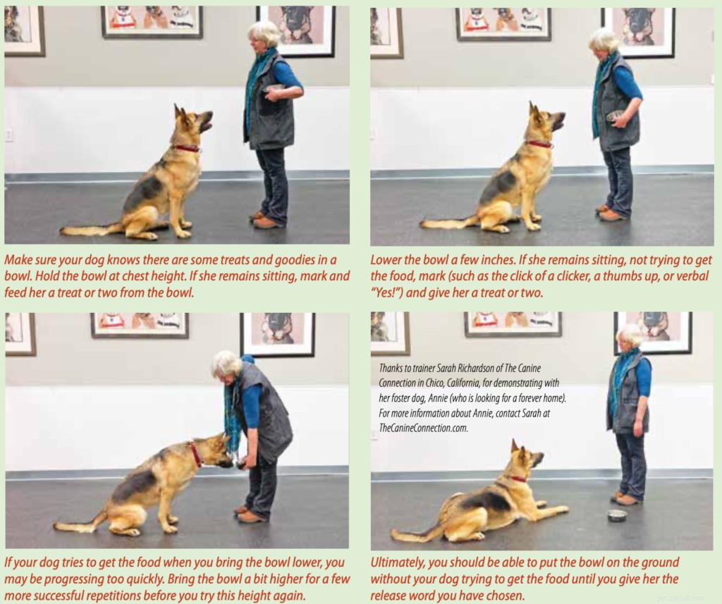 Essential Indoor Dog Behavior Guidelines for a Harmonious Home